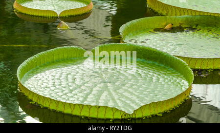 The green Victoria cruziana lily pads in the water. A distinctive waterlily from South America Victoria cruziana produces enormous lily pads that lie  Stock Photo