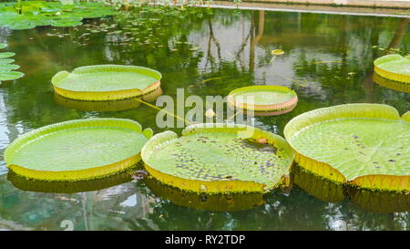 Lots of Santa Cruz water lily on the pond inside the botanical garden in Italy Stock Photo