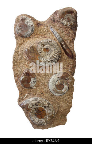 Fossil Plate Of Ammonites and Belemnites, Devonian, Morocco Stock Photo ...