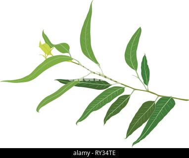 A brunch of Eucalyptus vector illustration Stock Vector