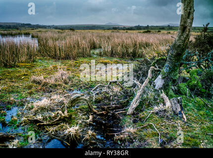 standing water and Lone tree on Bodmin Moor Bodmin moor, near delphi bridge Stock Photo