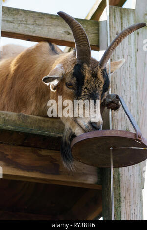 Brown goat with big horns.  Farm animal. Stock Photo