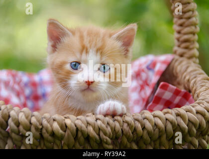 Cute red-tabby-white baby cat kitten with beautiful blue eyes sitting in a wicker basket in a garden and watching curiously Stock Photo