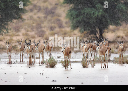 Spring-buck happily excepting the refreshing rain for the first time in the new raining season. Kgalagadi Transfrontier Park. Antidorcas marsupialis Stock Photo