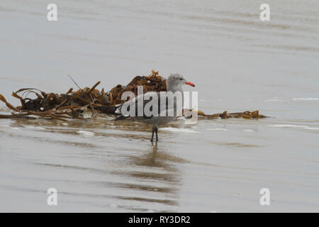 Seagull wading in shallow water at the edge of the sea passing a tangle of floating seaweed with reflection Stock Photo