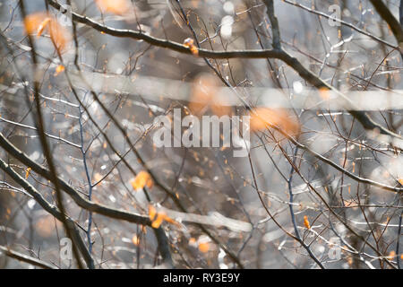 Primeval forest Urwald Sababurg, Hofgeismar, Weser Uplands, Weserbergland, Hesse, Germany Stock Photo