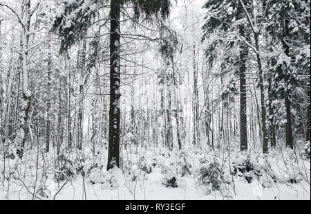 Snowy spruces in European forest, winter landscape. Background photo Stock Photo