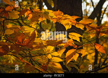 Sunset light coloring the yellow orange red foliage of autumn forest. Stock Photo