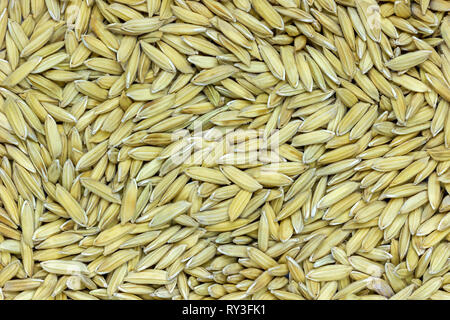 Background pattern of bright yellow paddy. Can be used for articles on rice seeds or agriculture. Stock Photo