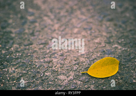 Yellow leaves fall on the concrete walkway. Copy space on cement background. Stock Photo