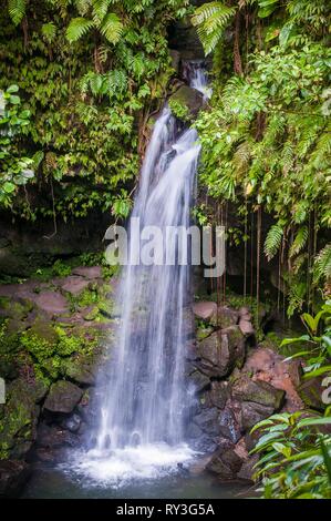 Dominica, Castle Bruce, Morne Trois Pitons National Park inscribed on the World Heritage List by UNESCO, in the tropical undergrowth, Emerald Pool and its waterfall Stock Photo