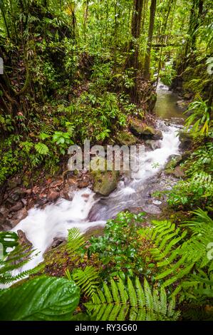 Dominica, Castle Bruce, Morne Trois Pitons National Park inscribed on the World Heritage List by UNESCO, in the tropical undergrowth, river leading to Emerald Pool and its waterfall Stock Photo