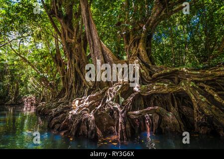 Dominica, Portsmouth, dragon blood tree (Pterocarpus officinalis) on the banks of the Indian River Stock Photo