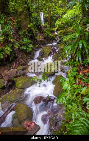 Dominica, Castle Bruce, Morne Trois Pitons National Park inscribed on the World Heritage List by UNESCO, in the tropical undergrowth, river leading to Emerald Pool and its waterfall Stock Photo