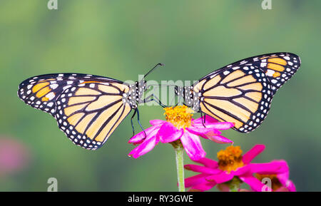 Monarch butterfly Danaus plexippus pair feeding on a zinnia flower - side view Stock Photo