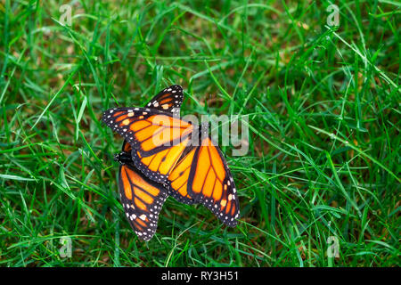 Monarch butterflies Danaus plexippus mating in the grass Stock Photo