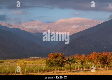 Argentina, Noroeste, Salta province, Valles Calchaquies, vineyard in Cafayate, Stock Photo