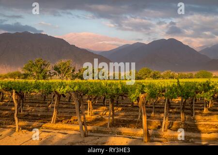 Argentina, Noroeste, Salta province, Valles Calchaquies, vineyard in Cafayate, Stock Photo
