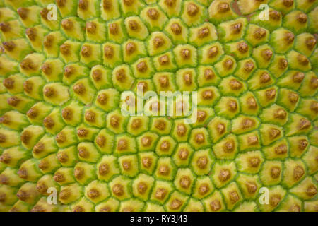 Closeup texture of the jackfruit peel. Suitable for use in the background of the article on agriculture. Stock Photo