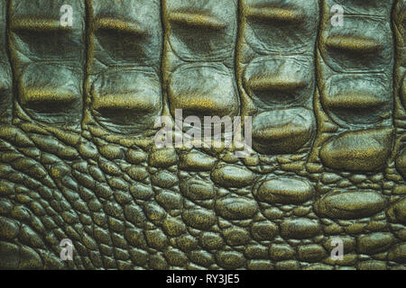 Closeup texture of Crocodile leather skin. Suitable for use in the background of leather fashion or animal conservation articles. Stock Photo