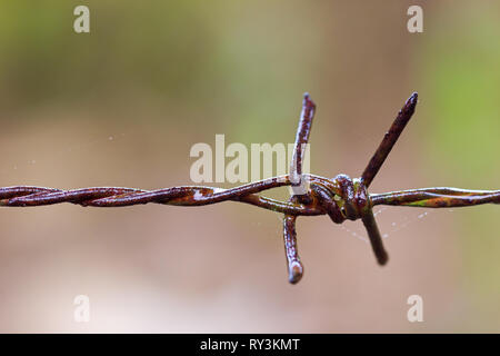 Old rusty Barbed wire fence and spider web were wet with rain. Stock Photo
