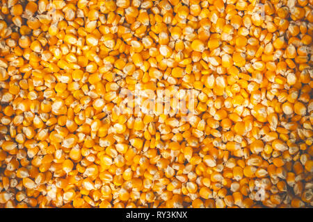 Texture of many corn seeds are dried in the sun. Suitable for background articles on agriculture. Stock Photo
