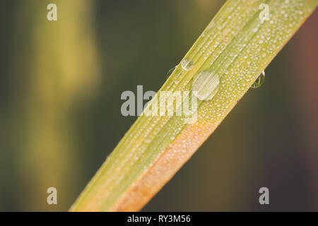 Drops of dew on rice leaves in rice fields and morning sunlight. Concept of rainy season and agriculture. Stock Photo