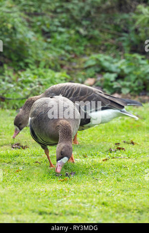 European, or Russian, or Greater, White-fronted Geese (Anser a. albifrons). Two, pair, grazing alongside one another on preferred bill length grass sward. Stock Photo