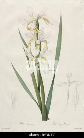 Gold-banded Iris, 1812. Henry Joseph Redouté (French, 1766-1853). Stipple, roulette and line engraving with hand coloring Stock Photo