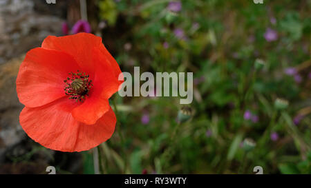 Off-centered single poppy flower also known as Papaver rhoeas, view from above against blurred grass bed in the garden or a meadow Stock Photo