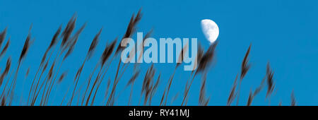 Reed and Moon during evening Stock Photo