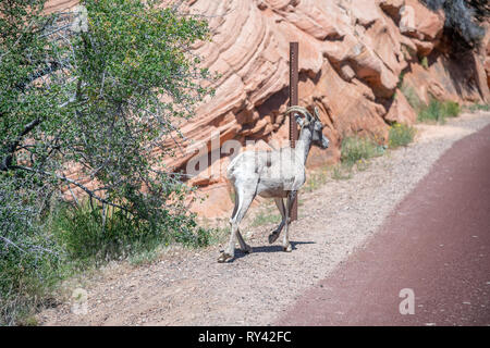 A Bighorn Sheep Ewe crosses the highway in Zion National Park, USA. Stock Photo