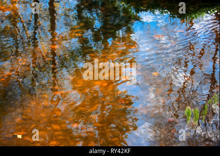 tree branches in the autumn coloring are reflected in the surface of the river on a sunny autumn day Stock Photo