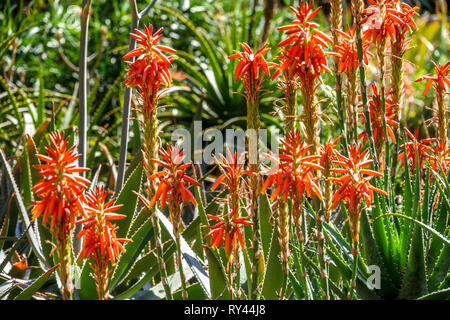 Valencia Botanical Garden, flowering red aloe Spain