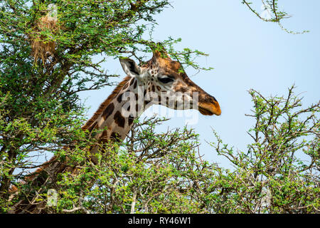 Rothschild giraffe (giraffe camelopardus rothschildi) feeding on acacia leaves in Murchison Falls National Park, Northern Uganda, East Africa Stock Photo
