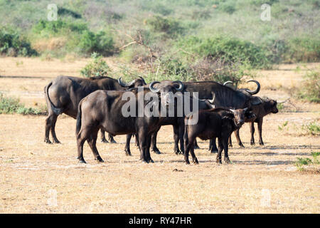 Group of African buffalo (syncerus caffer) standing watchful in Murchison Falls National Park, Northern Uganda, East Africa Stock Photo