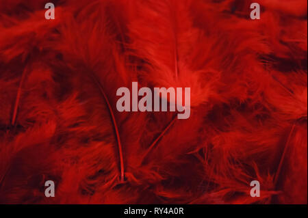 Elegant feminine background passionate. red feathers background. Stock Photo