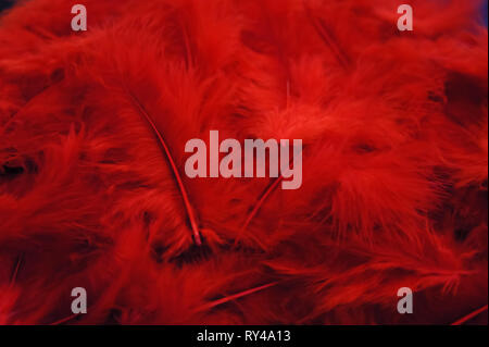 Elegant feminine background passionate. red feathers background. Stock Photo