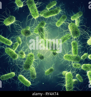 Pathogenic Salmonella Bacteria, Microbiological research Stock Photo