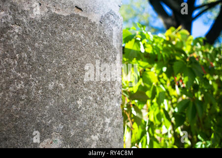 Old rough gray wall with green ivy growing all over the fence in the background Stock Photo