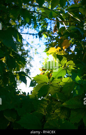 Natural frame made out of green leaves revealing a blue sky on a sunny warm day Stock Photo