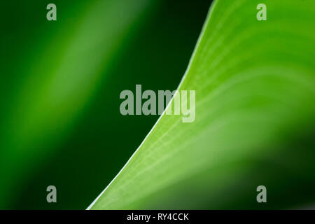 blurred green leaf houseplant macro. elegance diagonal line between light and shadow. abstract modern minimalist pattern . empty space for design. Stock Photo