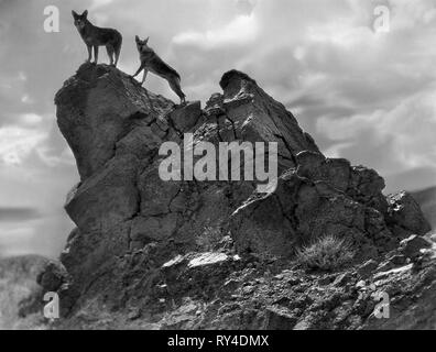 RIN TIN TIN, TRACKED BY POLICE, 1927 Stock Photo