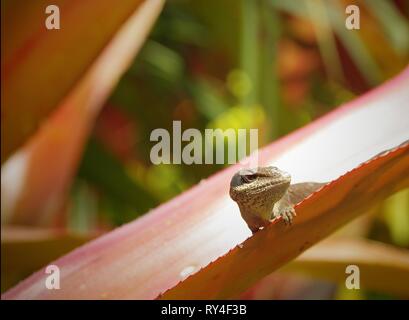 Anole Stock Photo
