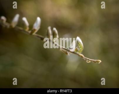 Catkin in sharp focus at the end of a twig in spring Stock Photo