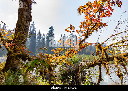 small colorful maple tree along the edge of hoh river Stock Photo