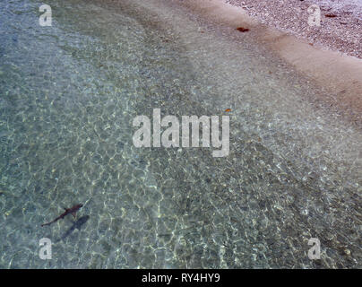 Tiny blacktip reef shark (Carcharhinus melanopterus) hunting fish in the shallows at Fitzroy Island, Great Barrier Reef, near Cairns, Stock Photo