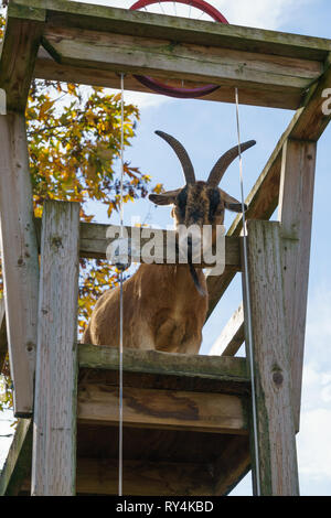 Brown goat with big horns.  Farm animal. Stock Photo