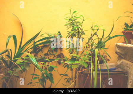 Mix of green houseplants in different pots indoors. Stock Photo