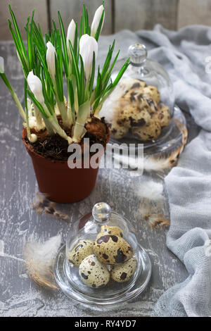Spring or Easter composition with crocuses and quail eggs on a gray concrete background. Selective focus. Stock Photo
